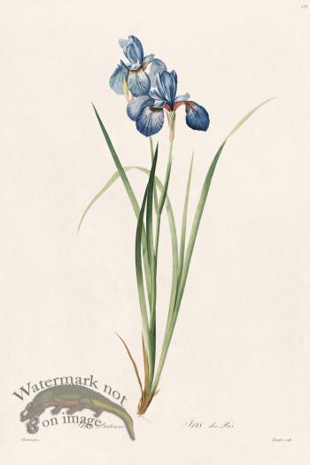 Les Liliacees Redoute 237